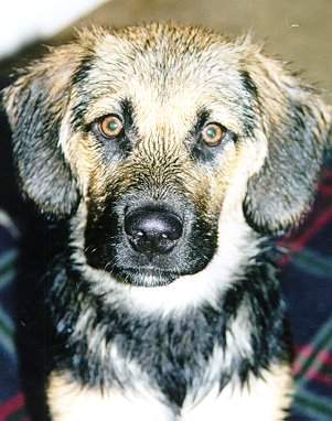 Close up of Wet Dog