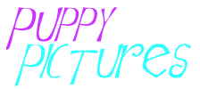 Puppy Pictures