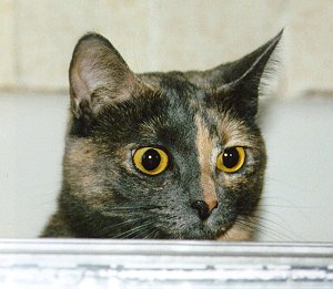 Spice in the bathtub